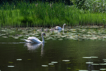 Naklejka na ściany i meble white swan family in a pond with water lilies