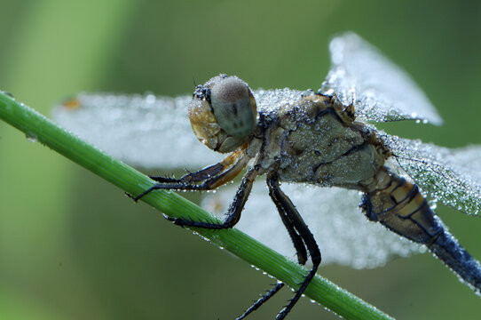 Early in the morning dragonfly on a blade of grass dries its wings from dew