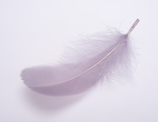 Light or bright feather fluffy on the white
