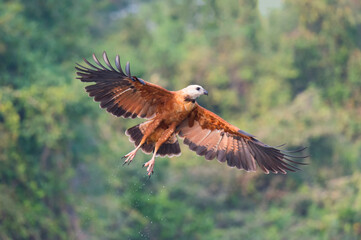 Black-collared Hawk (Busarellus nigricollis) in flight, Pantanal, Mato Grosso, Brazil