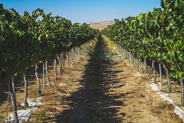 Beautiful vineyards in the Negev desert in Israel