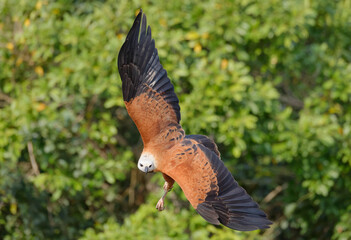 Black-collared Hawk (Busarellus nigricollis) in flight, Pantanal, Mato Grosso, Brazil