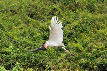 Jabiru (Jabiru mycteria) in flight, Pantanal, Mato Grosso, Brazil