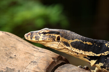 The Asian water monitor (Varanus salvator) is a large varanid lizard native to South and Southeast Asia.