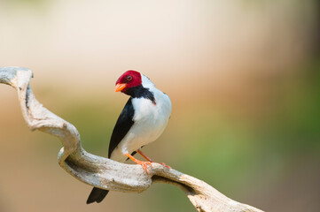 Male Yellow billed Cardinal (Paroaria capitata), Pantanal, Mato Grosso, Brazil