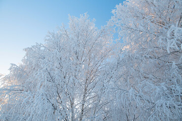 Winter landscape with snowy trees