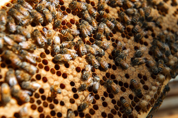 Beehive open for inspection by the beekeeper
