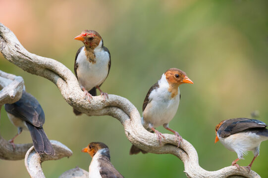 Yellow billed Cardinals (Paroaria capitata) on a branch, Pantanal, Mato Grosso, Brazil