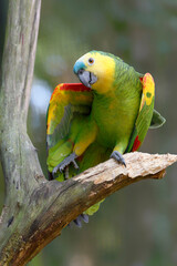 Blue fronted Parrot or Blue-fronted Amazon (Amazona aestiva), Iguazu National Park, Parana State,...