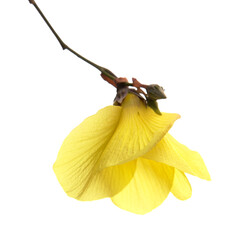 Sea hibiscus, Hibiscus tiliaceus, isolated on white background