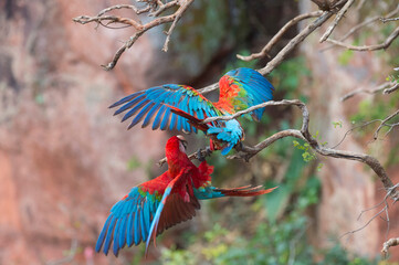 Playful Red-and-green Macaws (Ara chloropterus), Buraco das Araras, Mato Grosso do Sul, Brazil
