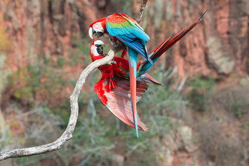Playful Red-and-green Macaws (Ara chloropterus), Buraco das Araras, Mato Grosso do Sul, Brazil