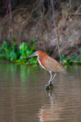 Male Rufescent Tiger-Heron (Tigrisoma lineatum) in mangrove, Pantanal, Mato Grosso, Brazil