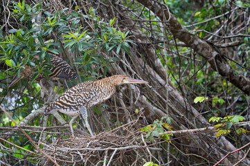 Immature Rufescent Tiger-Heron (Tigrisoma lineatum), Pantanal, Mato Grosso, Brazil