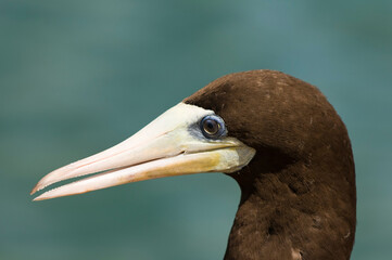 Brown Booby or White-bellied Booby (Sula leucogaste), Fernando de Noronha, Brazil.
