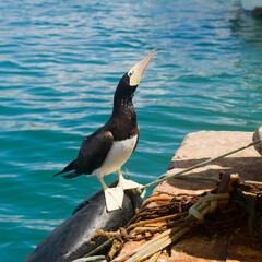 Brown Booby or White-bellied Booby (Sula leucogaste), Fernando de Noronha, Brazil.