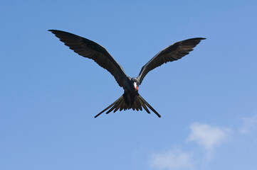 Magnificent Frigatebird (Fregata magnificens), Fernando de Noronha, Brazil.