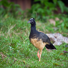 Bare-faced Curassow Female (Crax fasciolata), Alta Floresta, Mato Grosso, Brazil.