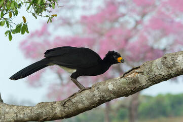 Male Bare-faced Curassow (Crax fasciolata) on tree, Pantanal, Mato Grosso, Brazil