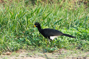 Male Bare-faced Curassow (Crax fasciolata), Pantanal, Mato Grosso, Brazil