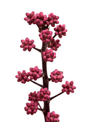 Australia umbrella tree small flower bud clusters, isolated on white background