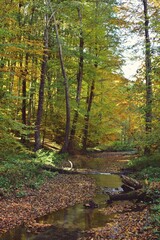 small river in the forest in the autumn season