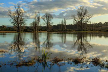 Bare winter trees reflected in a lake at the end of the day