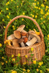 Edible mushrooms porcini in the wicker basket on meadow in grass and flowers. Nature, summer,...