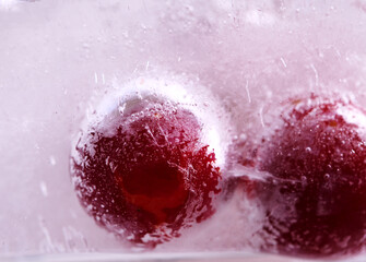 Small red plums frozen within a block of ice