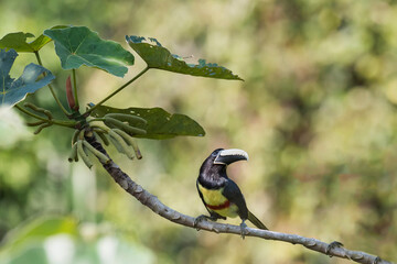 Black-necked Aracari (Pteroglossus aracari), Amazon, Brazil