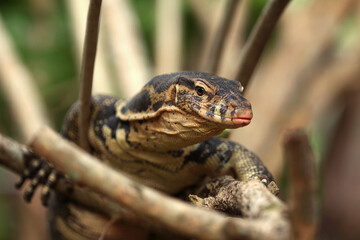 The Asian water monitor (Varanus salvator) is a large varanid lizard native to South and Southeast Asia.
