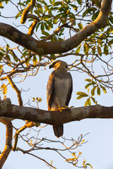 Immature Harpy Eagle (Harpia harpyia) aged 15 months, Amazon, Brazil