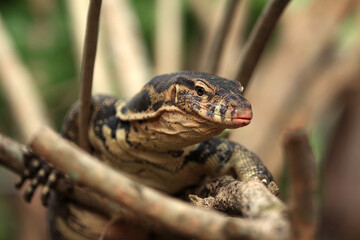 The Asian water monitor (Varanus salvator) is a large varanid lizard native to South and Southeast Asia.