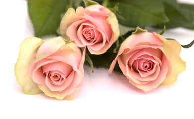 Unusual rose with pink center and green-yellow outer petals isolated on white 
