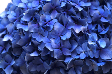 Natural floral background of blue flowers of Hydrangea macrophylla, bigleaf hydrangea