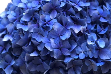 Schilderijen op glas Natuurlijke bloemenachtergrond van blauwe bloemen van Hydrangea macrophylla, grootbladige hortensia © Tamara Kulikova