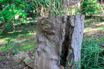 日本庭園　侘び寂び