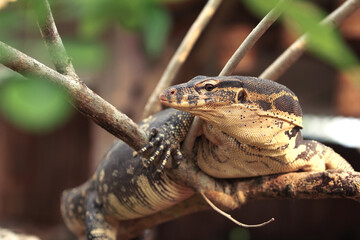 The Asian water monitor (Varanus salvator) is a large varanid lizard native to South and Southeast Asia.
