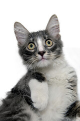 Obraz premium Portrait of a gray kitten Isolated on a white background
