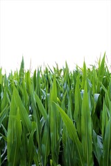 Fototapeta na wymiar fresh green grass