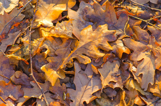 Autumn oak leafes in autumn. Autumn oak leaves background