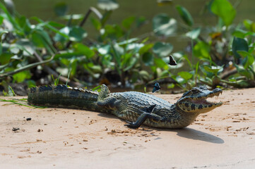 Young Yacare caiman (Caiman yacare), Cuiaba river, Pantanal, Brazil