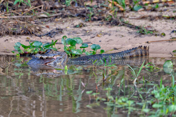 Yacare caiman (Caiman yacare) devouring a catfish, Cuiaba river, Pantanal, Mato Grosso, Brazil