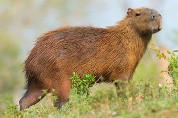 Capybara (Hydrochaeris hydrochaeris) on a riverbank, Pantanal, Mato Grosso, Brazil