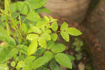 green leaves in the garden