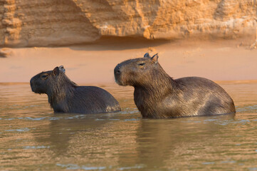 Capybaras (Hydrochaeris hydrochaeris) in the water, Pantanal, Mato Grosso, Brazil