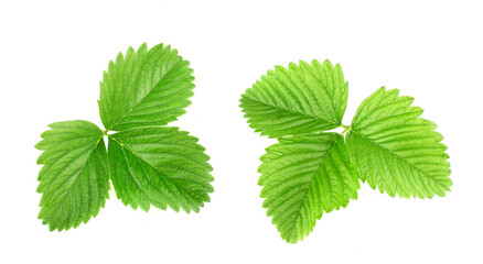 Strawberry leaves isolated on white background.