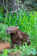 Capybara (Hydrochaeris hydrochaeris) with a Black-capped Donacobius (Donacobius atricapilla) on the back, Pantanal, Mato Grosso, Brazil
