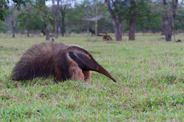 Giant Anteater (Myrmecophaga tridactyla), Mato Grosso, Brazil