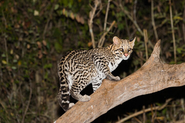 Fototapeta na wymiar Ocelot (Leopardus pardalis) at night, Pantanal, Mato Grosso, Brazil